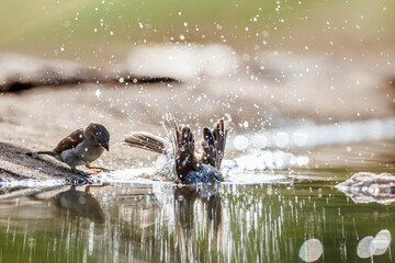 Southern Grey-headed Sparrow backlit bathing and splashing in waterhole  in Greater Kruger National park, South Africa ; Specie family Passer diffusus of Passeridae