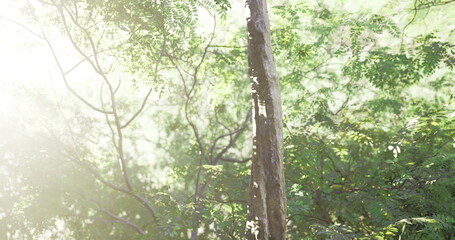 Sunlight gently streams through a dense canopy of leaves in a tranquil forest, illuminating the vibrant greenery. The atmosphere feels peaceful and rejuvenating.