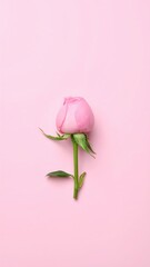 Pink Rose Bud: A delicate pink rose bud, captured in a pristine composition. A simple elegance