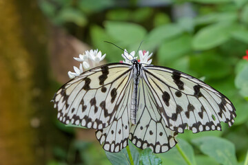白黒の翅模様が美しいオオゴマダラが白い花で吸蜜するマクロ