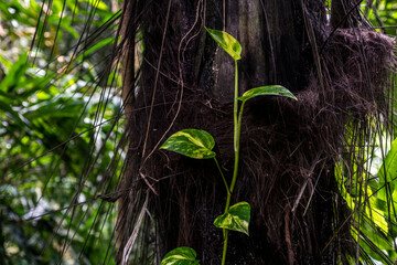 Close-up of a pothos vine climbing a tree in a tropical rainforest, perfect for botanical publications, plant identification guides, or nature blogs.