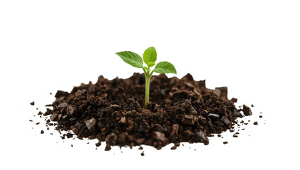 Young green seedling growing in dark soil on the transparent background representing nature, growth, and sustainability concepts