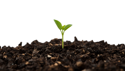 Green seedling sprouting from rich soil on the transparent background symbolizing growth, nature, ecology, and new beginnings