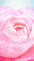 Ranunculus Blossom: A close-up view of a delicate ranunculus flower, revealing its intricate layers of soft, pink petals and a touch of the ethereal.