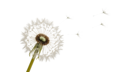 Dandelion seeds blowing in wind on the transparent background  minimalist nature, growth, freedom, and hope concept