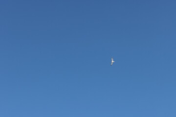 A single seagull flying gracefully in a clear blue sky. Minimalist composition representing peace, freedom, and the beauty of nature.