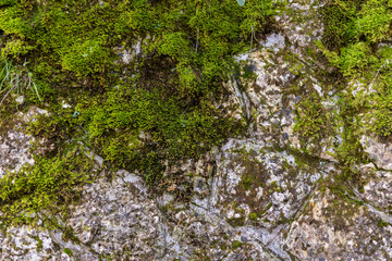 Close up texture vibrant green moss patches on grey limestone rock surface. Natural organic background contrast stone vegetation. Forest mountain environment