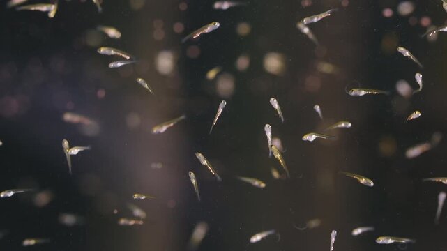 Macro underwater footage of baby koi and tilapia fry in fish hatchery, slow motion 4k video used for aquaculture, biology education, research projects and environmental documentaries