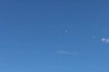 A single seagull flying in a clear blue sky. Minimalist nature scene symbolizing freedom, peace, and lightness. Perfect for concepts of air, purity, and tranquility.