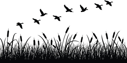 Silhouette of flying birds above reeds and cattails, wild nature landscape background, black and white vector illustration, minimal design, wildlife concept