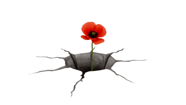 Red poppy flower growing through cracked ground symbolizing resilience, hope, strength, nature and overcoming adversity on the transparent background