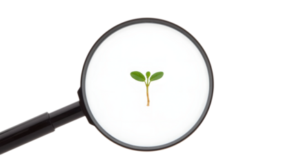 Magnifying glass focusing on green seedling isolated on the transparent background symbolizing growth, observation, ecology, and environmental science