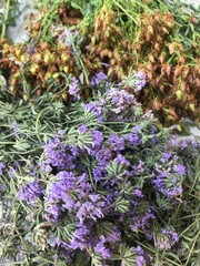 vibrant purple lavender bunches mingled with golden dried seed pods in fresh herbal harvest closeup for wellness wallpaper or aromatic editorial background