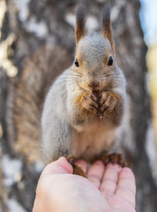 A squirrel in the autumn eats nuts from a human hand. Eurasian red squirrel, Sciurus vulgaris