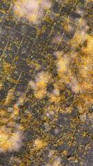 Small yellow flower petals from a tree on the sidewalk