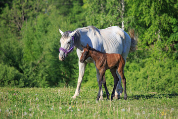 Cute horse foal in the meadow