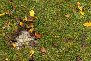 Obraz premium utumn leaves clogging a street storm drain, symbolizing seasonal urban maintenance challenges and the impact of falling foliage on city drainage systems.