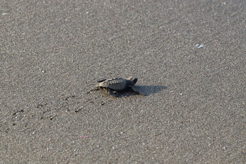 Turtle Hatchling