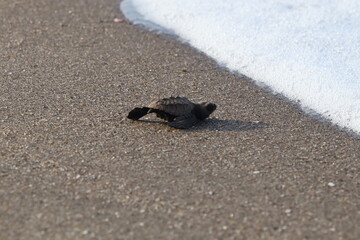 Turtle Hatchling