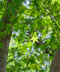 Green maple leaves under the sunlight