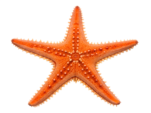 A vibrant orange starfish with visible texture is isolated on a transparent background, showing its unique shape and five arms.