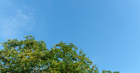 青空に向かって伸びる木の枝とコピースペース