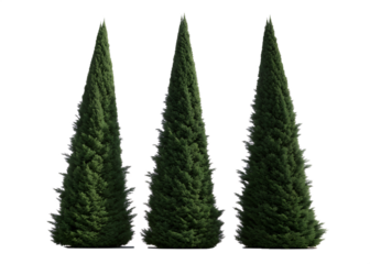 Three tall green conical cypress trees stand upright, perfectly isolated on a transparent background, ideal for diverse architectural and landscape designs.