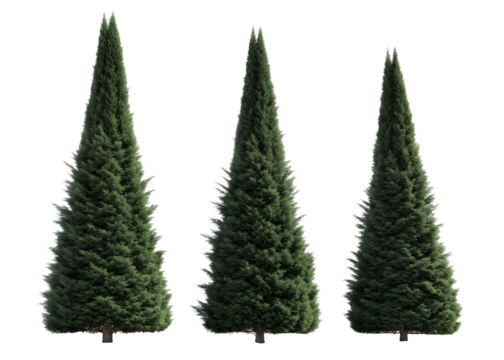 Three green evergreen trees stand tall and upright, beautifully isolated on a clear transparent background.