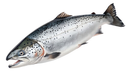 Naklejka premium A delicious fresh whole salmon fish with shimmering scales is captured cleanly, ready for isolated placement on any transparent background.