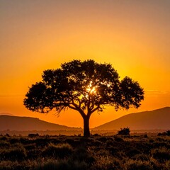 Silhouette tree at golden hour sunset.