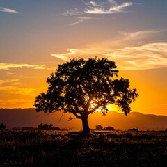 Silhouette tree at sunset in open field.