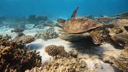 Green sea turtle swimming