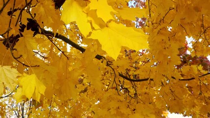 Branches of yellow fall leaves are swaying in the wind. Golden autumn foliage on a sunny day. Natural landscape background. Beautiful autumnal season.  - Powered by Adobe