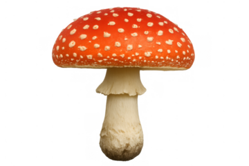 Fly agaric mushroom with vivid red cap and white spots, featuring a pale stem, isolated on transparent background