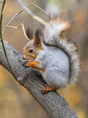 Obraz premium The squirrel with nut sits on tree in the autumn. Eurasian red squirrel, Sciurus vulgaris.