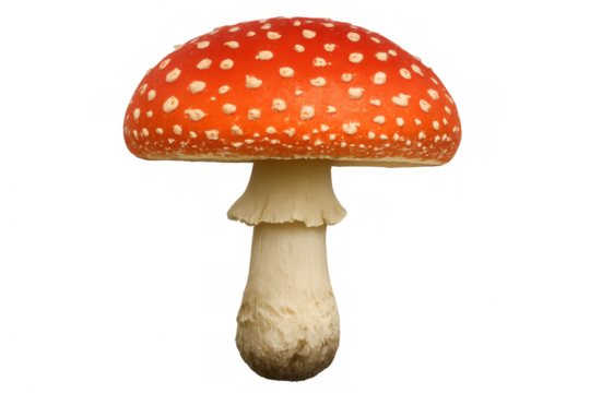 Fly agaric mushroom with vivid red cap and white spots, featuring a pale stem, isolated on transparent background