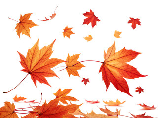 Fototapeta premium Vibrant red and orange autumn maple leaves are beautifully falling and floating, isolated for easy use on any transparent background.