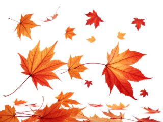 Vibrant red and orange autumn maple leaves are beautifully falling and floating, isolated for easy use on any transparent background.
