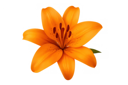 Orange lily flower blooming with vibrant petals and dark stamens, isolated on transparent background, showcasing natural beauty