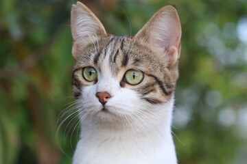 Close-Up Portrait of Green-Eyed Tabby Cat
