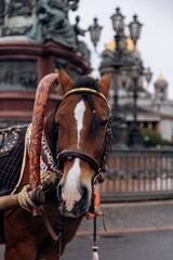 Obraz premium Close-up of a harnessed carriage horse's face, displaying a calm and gentle expression against a blurred urban architectural background