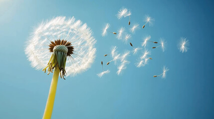 Dandelion with seeds blowing away in the wind across a clear blue sky with copy space