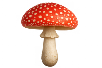 Fly agaric mushroom with red cap and white spots, amanita muscaria, poisonous toadstool fungus, autumn nature on transparent background