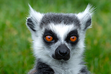 Obraz premium portrait of a lemur on a green background