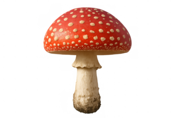 Amanita muscaria fly agaric mushroom isolated, showing a red cap with white spots, poisonous toadstool on transparent background