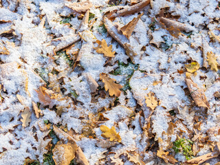 First snow on the green grass and fallen leaves in autumn. Yellow and green fallen leaves on the grass with snow.