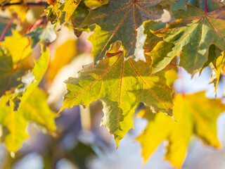 Maple branches with yellow leaves in autumn, in the light of sunset.