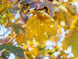 Maple branches with yellow leaves in autumn, in the light of sunset.
