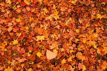 秋の自然が生み出す鮮やかな落ち葉のじゅうたん