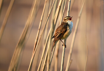 Schilfrohrsänger singt im Schilf